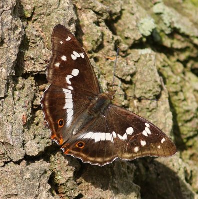 Grote Weerschijnvlinder - Purple Emperor