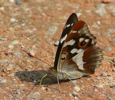Grote Weerschijnvlinder - Purple Emperor