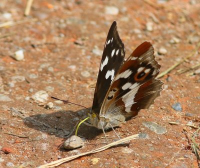 Grote Weerschijnvlinder - Purple Emperor