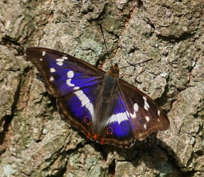 Grote Weerschijnvlinder - Purple Emperor