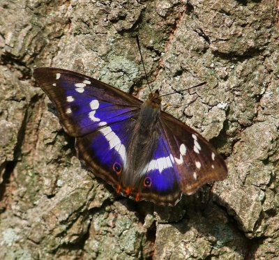 Grote Weerschijnvlinder - Purple Emperor