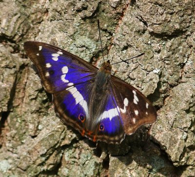 Grote Weerschijnvlinder - Purple Emperor