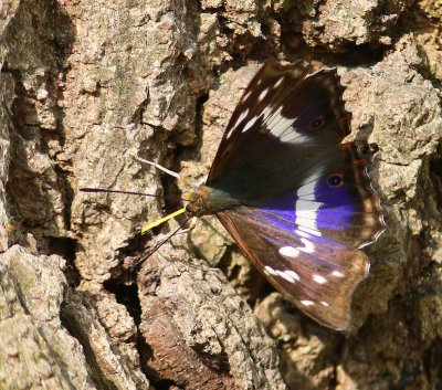Grote Weerschijnvlinder - Purple Emperor