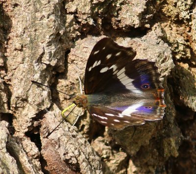 Grote Weerschijnvlinder - Purple Emperor