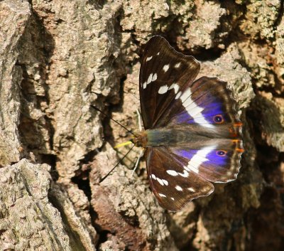 Grote Weerschijnvlinder - Purple Emperor
