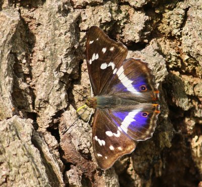 Grote Weerschijnvlinder - Purple Emperor