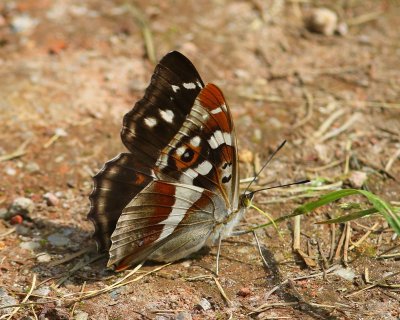 Grote Weerschijnvlinder - Purple Emperor