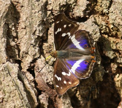 Grote Weerschijnvlinder - Purple Emperor