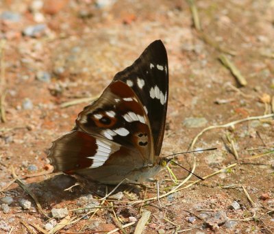 Grote Weerschijnvlinder - Purple Emperor