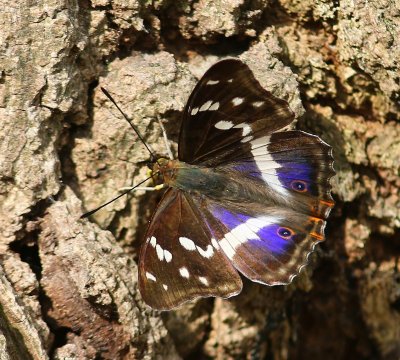 Grote Weerschijnvlinder - Purple Emperor