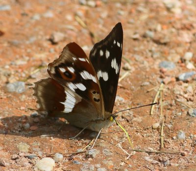 Grote Weerschijnvlinder - Purple Emperor