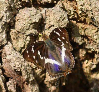 Grote Weerschijnvlinder - Purple Emperor
