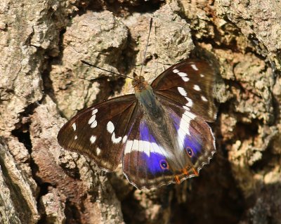 Grote Weerschijnvlinder - Purple Emperor