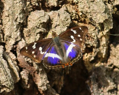 Grote Weerschijnvlinder - Purple Emperor