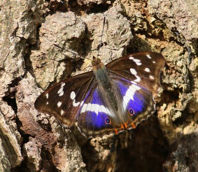 Grote Weerschijnvlinder - Purple Emperor