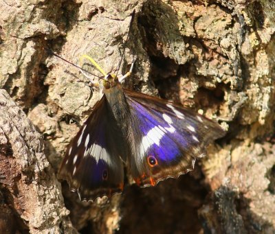 Grote Weerschijnvlinder - Purple Emperor
