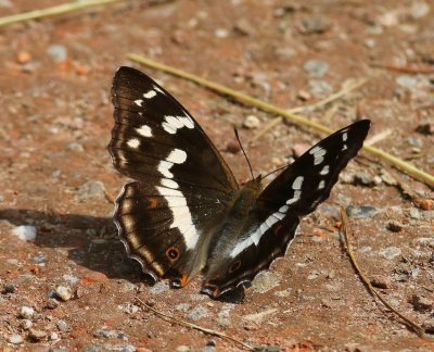 Grote Weerschijnvlinder - Purple Emperor