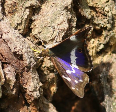 Grote Weerschijnvlinder - Purple Emperor
