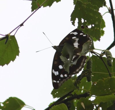 Grote Weerschijnvlinder - Purple Emperor