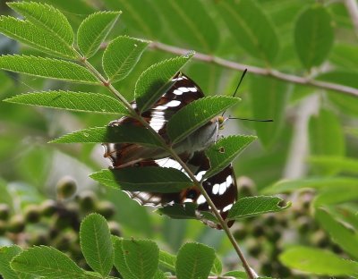 Grote Weerschijnvlinder - Purple Emperor