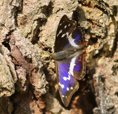 Grote Weerschijnvlinder - Purple Emperor