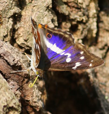 Grote Weerschijnvlinder - Purple Emperor