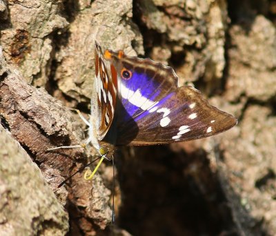 Grote Weerschijnvlinder - Purple Emperor