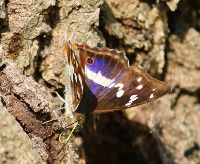 Grote Weerschijnvlinder - Purple Emperor