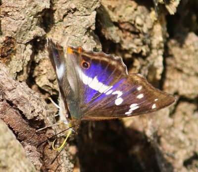 Grote Weerschijnvlinder - Purple Emperor