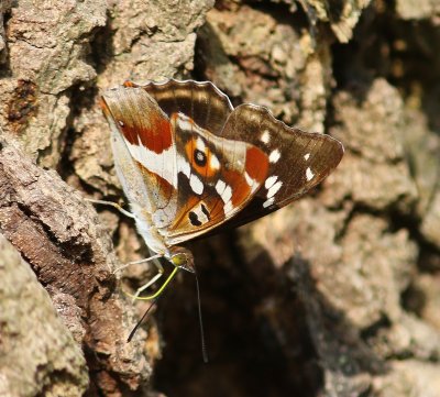 Grote Weerschijnvlinder - Purple Emperor