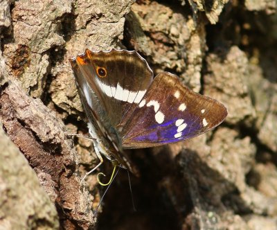 Grote Weerschijnvlinder - Purple Emperor