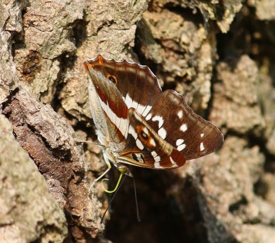 Grote Weerschijnvlinder - Purple Emperor