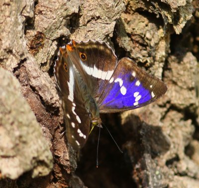 Grote Weerschijnvlinder - Purple Emperor