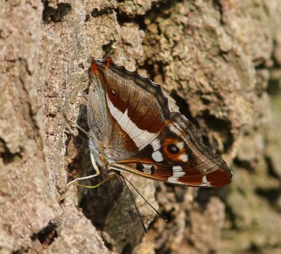 Grote Weerschijnvlinder - Purple Emperor