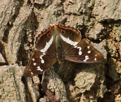 Grote Weerschijnvlinder - Purple Emperor
