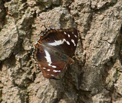Grote Weerschijnvlinder - Purple Emperor