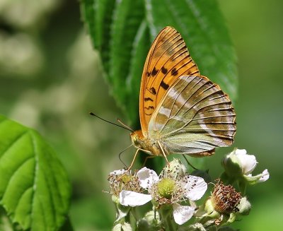 Keizersmantel - Silver-washed Fritillary