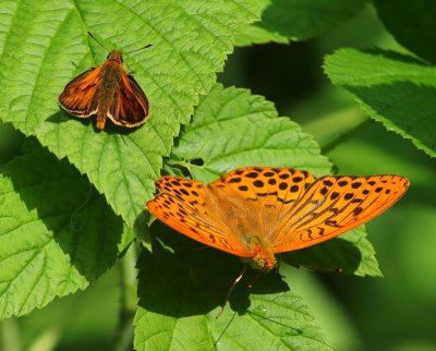 Keizersmantel - Silver-washed Fritillary