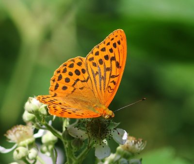 Keizersmantel - Silver-washed Fritillary