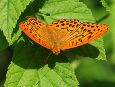 Keizersmantel - Silver-washed Fritillary