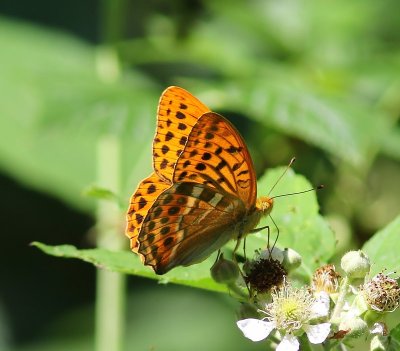 Keizersmantel - Silver-washed Fritillary