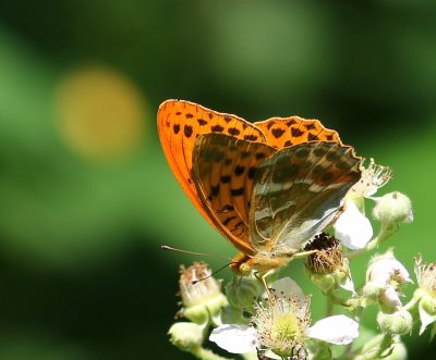 Keizersmantel - Silver-washed Fritillary