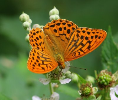 Keizersmantel - Silver-washed Fritillary