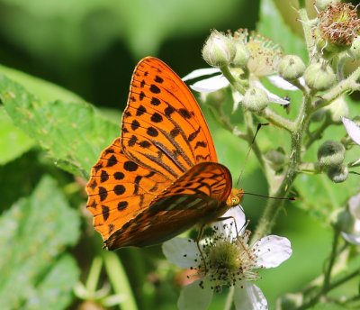 Keizersmantel - Silver-washed Fritillary