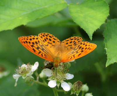 Keizersmantel - Silver-washed Fritillary