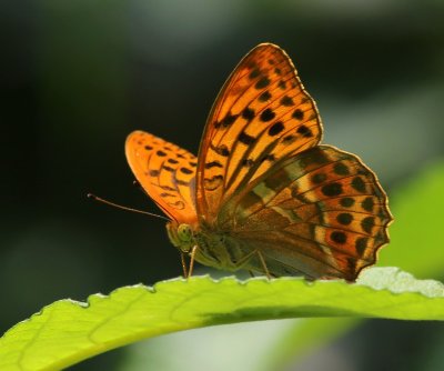 Keizersmantel - Silver-washed Fritillary