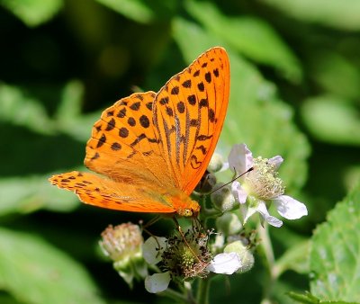 Keizersmantel - Silver-washed Fritillary