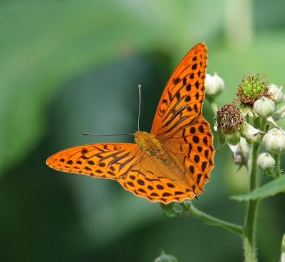 Keizersmantel - Silver-washed Fritillary