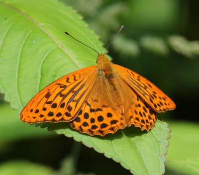 Keizersmantel - Silver-washed Fritillary