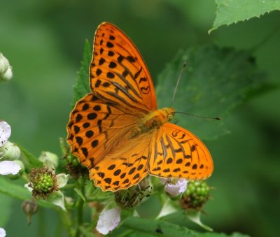 Keizersmantel - Silver-washed Fritillary